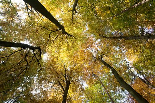 Baumwipfel von unten