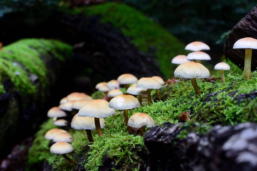 A number of mushrooms by Gerard de Zwaan
