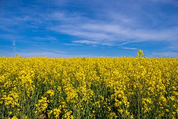 Een geel bloeiend koolzaadveld met een blauwe lucht van David Esser