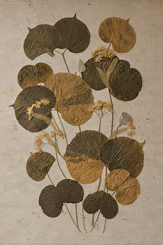 Collage featuring dried botanical leaves in natural earth tones