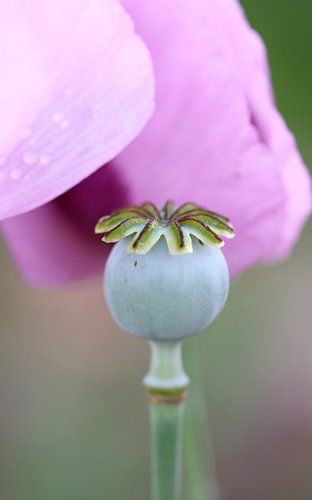 Paars papaver - Papaver Somniferum I
