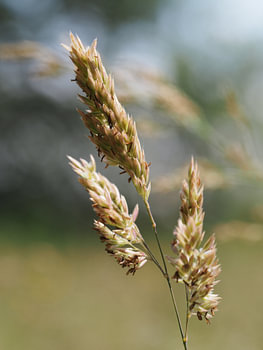 Natural Elegance
