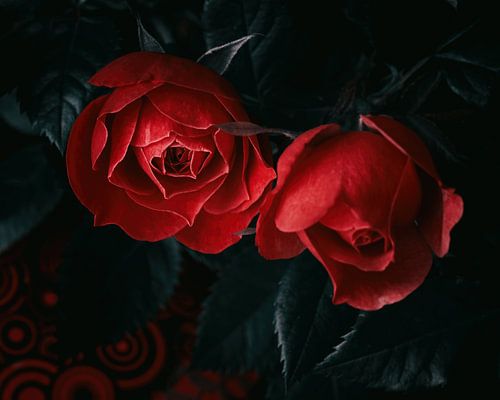 red roses