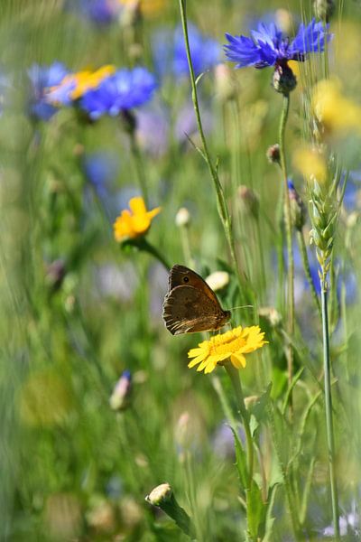 butterfly in verge by Marjan Verloop