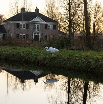 Great egret with reflection in front of large house by Jochem van der Meer