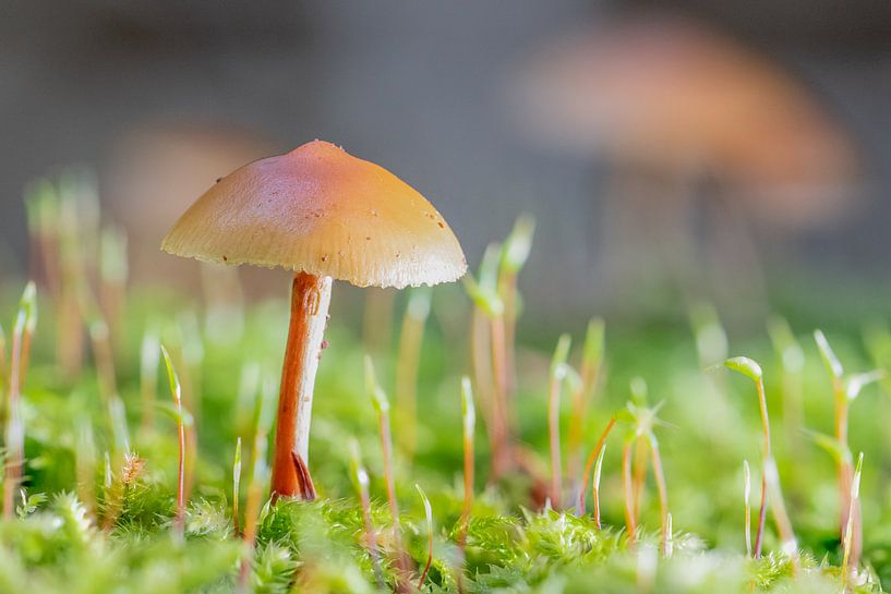 Macro enregistrement d'un champignon dans la forêt de Raspaille par Sven Scraeyen
