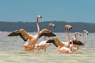 Flamingo's in laag water, Mexico. van Erik de Rijk thumbnail