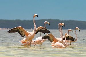 Flamingo's in laag water, Mexico. van Erik de Rijk