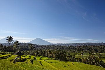 Munduk, Bali. Aan alle kanten omgeven door dichte junglevegetatie zijn felgroene terrassen om rijst 