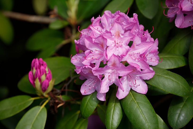 Purple rhododendron flower, close up, Germany by Torsten Krüger