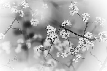 Soothing black and white blossom by WeVaFotografie