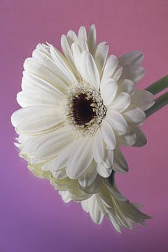 Een witte gerbera rust (met roze paarse achtergrond) van Marjolijn van den Berg