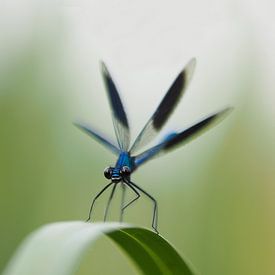 Damselfly by Astrid Brouwers