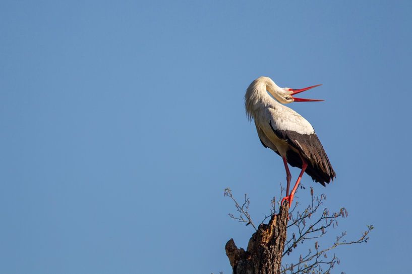 Weißstorch (Ciconia ciconia) von Dirk Rüter