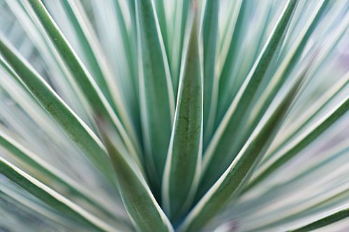 Graphic agave