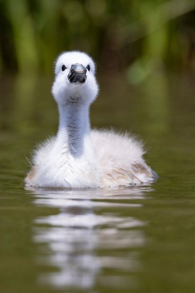 Swan chicks by Andreas Müller