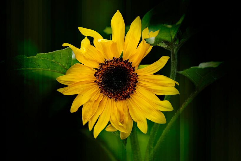 sunflower with fantasy by Ribbi