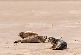 Robben auf der Sandbank im Wattenmeer von Merijn Loch