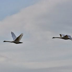 Flying geese by Alia Maximus