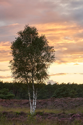 Birke auf blühender Heide bei Sonnenuntergang