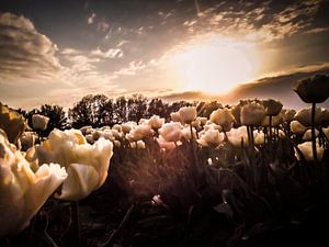 Champ de tulipes au coucher du soleil sur Yvon van der Wijk