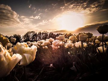 Tulpenveld bij zon's ondergang