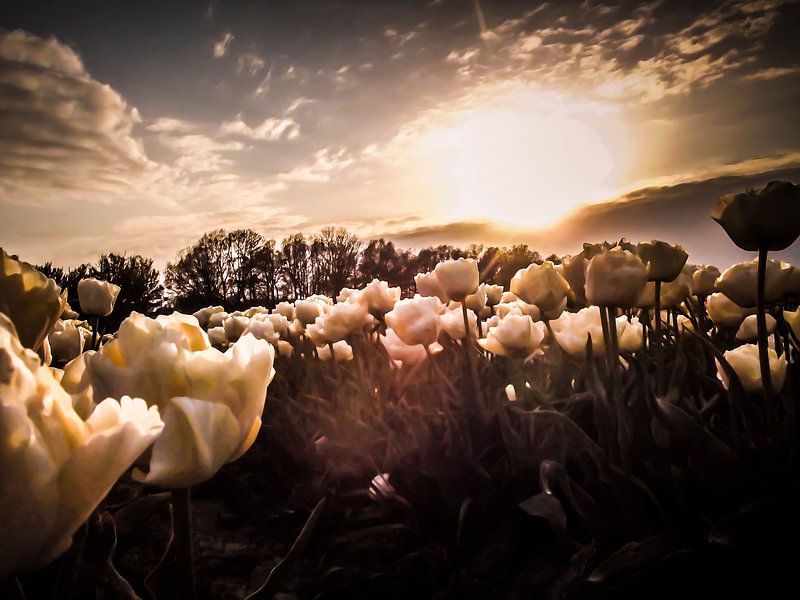 Tulpenfeld bei Sonnenuntergang von Yvon van der Wijk