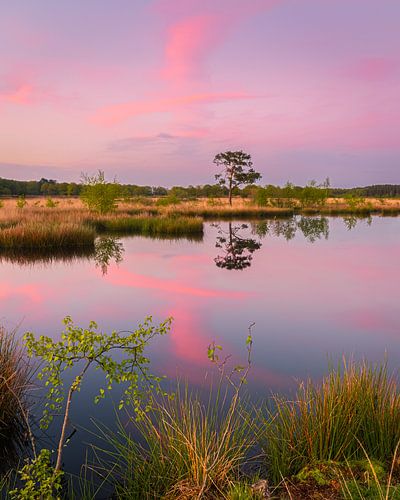 Coucher de soleil à Holtveen dans le parc national Dwingelderveld