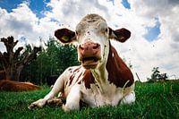 Cow in meadow, Sint Oedenrode, North Brabant