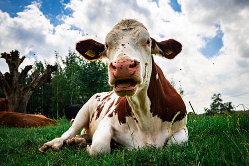 Kuh auf der Wiese, Sint Oedenrode, Nordbrabant