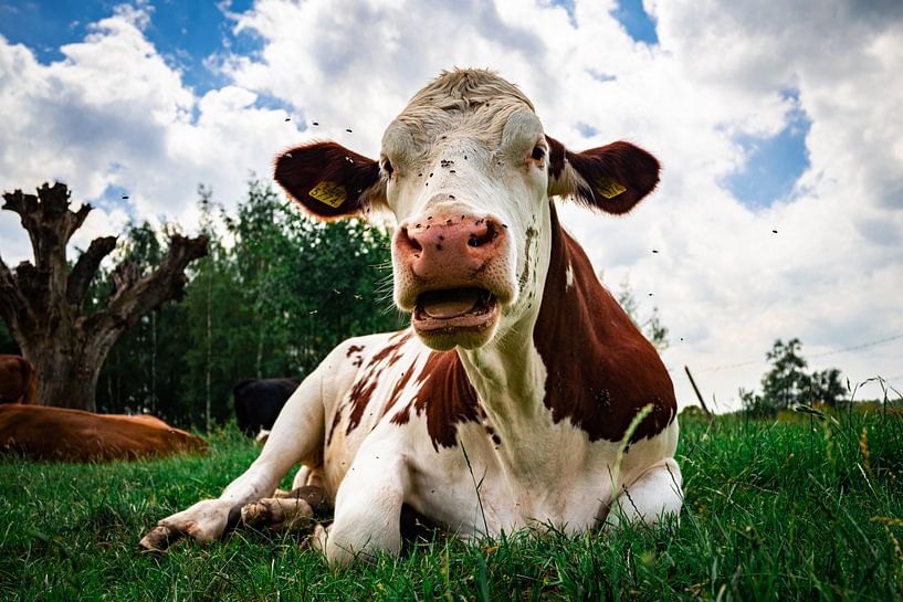 Cow in meadow, Sint Oedenrode, North Brabant by Robbert Schepers