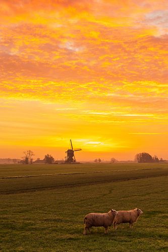 Le moulin de Weteringen avant et après le lever du soleil