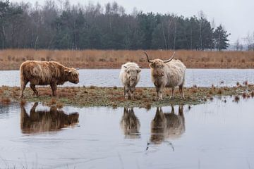 Schotse Hooglanders met weerspiegeling van Ans Bastiaanssen