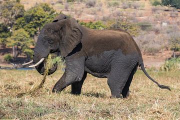 Grasetende olifant in Chobe NP van Henri Kok