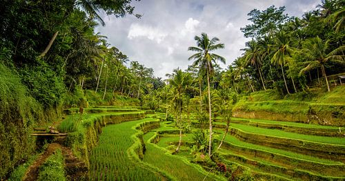 The Birth of Rice - Bali