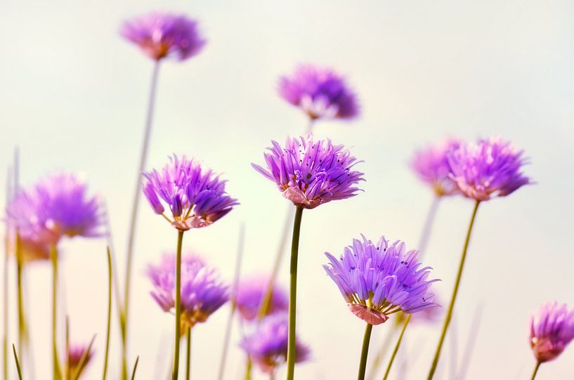 Fleur de ciboulette par Violetta Honkisz