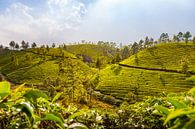 Theeplantages in Munnar, India van Jan Schuler thumbnail