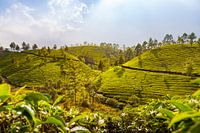 Tea plantations in Munnar, India