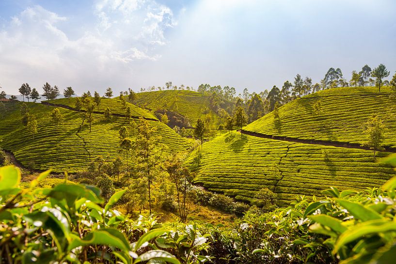 Theeplantages in Munnar, India van Jan Schuler