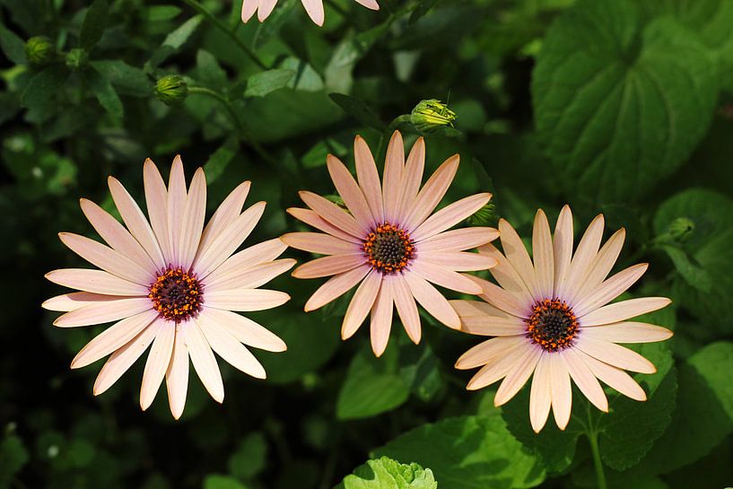 The Cream Colored Daisies van Cornelis (Cees) Cornelissen