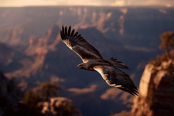 Golden eagle (Aquila chrysaetos)