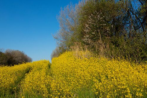 Bloeiend fel geel raapzaad in het Nederlandse voorjaar