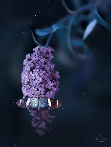 Sara longwing vlinder op een vlinderstruik ( Buddleja davidii) van Flower and Art