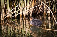 jong van een meerkoet van picsbyronenvief thumbnail