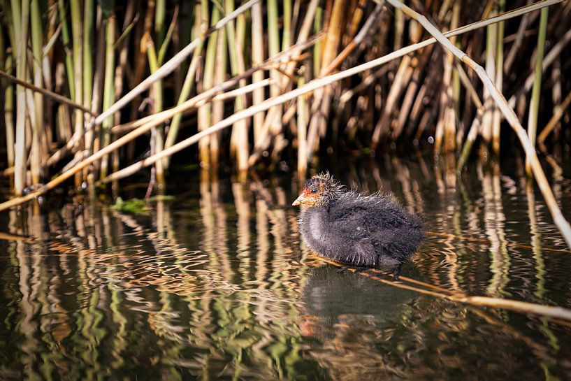 jong van een meerkoet van picsbyronenvief