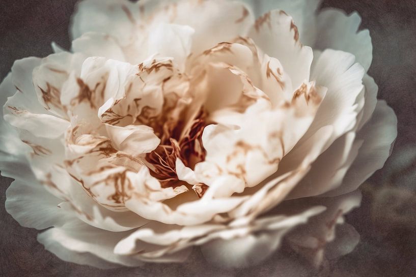 Nostalgic Nature No 21 by Treechild