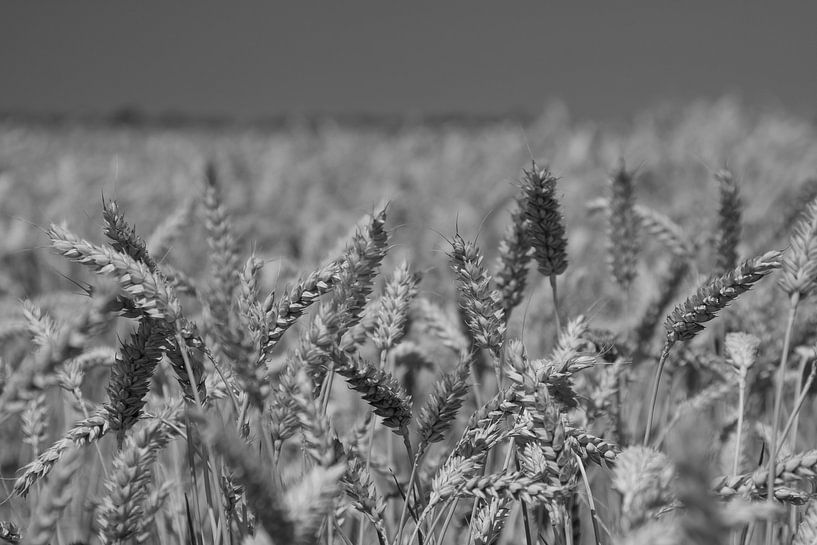 graanveld zwart-wit by Andre Jansen