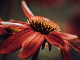Echinacea von José Lugtenberg