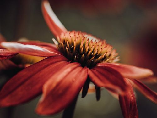 Echinacea