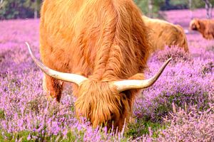 Schottische Hochlandrinder in einem blühenden Heidekrautfeld im Sommer